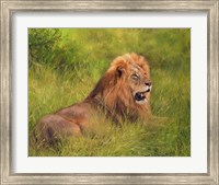 Lion In Grass Fine Art Print