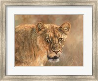Hungry Lioness Fine Art Print