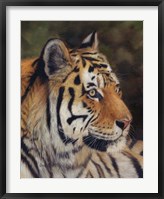 Tiger Portrait 7 Fine Art Print