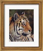 Tiger Portrait 7 Fine Art Print