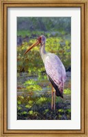 Yellow Billed Stork Fine Art Print