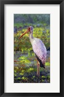 Yellow Billed Stork Fine Art Print