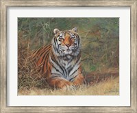 Tiger In Bush Fine Art Print