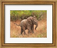 Baby African Elephant Fine Art Print