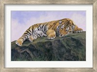 Young Tiger Rock Fine Art Print