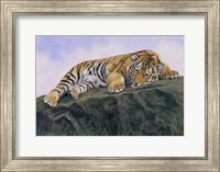 Young Tiger Rock Fine Art Print