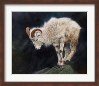Mountain Goat Fine Art Print