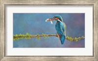 Kingfisher 3 Fine Art Print