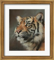 Young Sumatran Tiger Portrait Fine Art Print