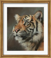 Young Sumatran Tiger Portrait Fine Art Print