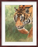 Tiger 8 Fine Art Print
