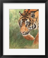 Tiger 8 Fine Art Print