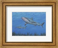Reef Shark Fine Art Print