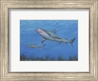 Reef Shark Fine Art Print