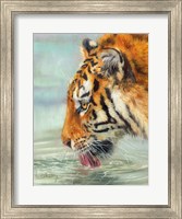 Tiger Drinking Fine Art Print