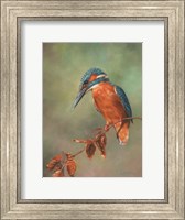 Kingfisher Perched Fine Art Print