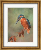 Kingfisher Perched Fine Art Print