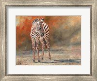 Zebra Foal Standing Fine Art Print