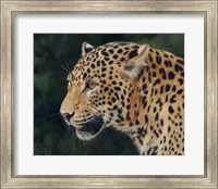 Leopard Head Side Fine Art Print