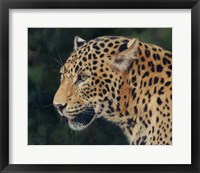 Leopard Head Side Fine Art Print