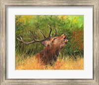 Red Deer In Field Fine Art Print