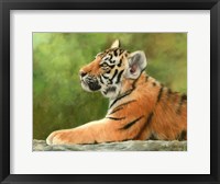 Tiger Cub Looking Up Fine Art Print