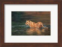 Lioness Water Fine Art Print