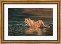 Lioness Water Fine Art Print