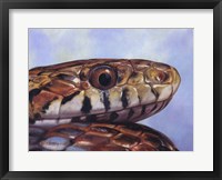 Snake Fine Art Print