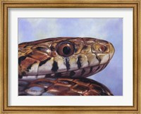Snake Fine Art Print