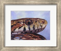 Snake Fine Art Print