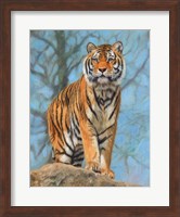 Tiger Dart Fine Art Print