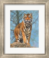 Tiger Dart Fine Art Print