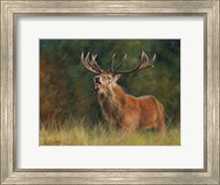 Stag #1 Fine Art Print