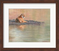 Tiger Water Repose Fine Art Print
