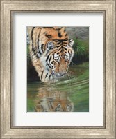 Tiger Cub Reflections Fine Art Print