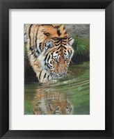 Tiger Cub Reflections Fine Art Print
