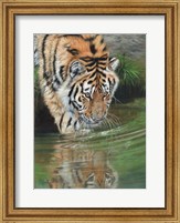 Tiger Cub Reflections Fine Art Print