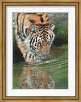 Tiger Cub Reflections Fine Art Print