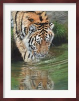 Tiger Cub Reflections Fine Art Print