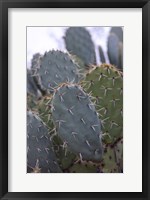 Arizona Cactus Fine Art Print
