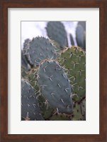 Arizona Cactus Fine Art Print