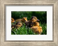 Ducklings Fine Art Print