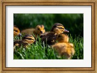 Ducklings Fine Art Print