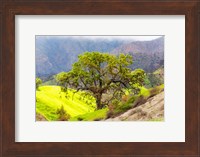 Prolab Oak Tree Fine Art Print