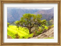 Prolab Oak Tree Fine Art Print