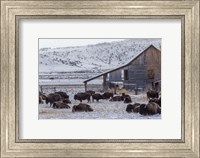 Colorado Buffalo Fine Art Print