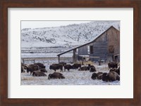 Colorado Buffalo Fine Art Print