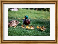 Family of Ducks Fine Art Print