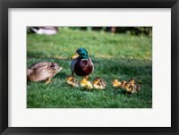 Family of Ducks Fine Art Print
